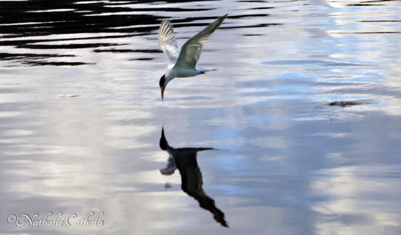 Reflets de Bora Bora (14)