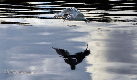 Reflets de Bora Bora (15)