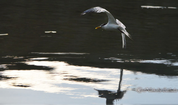 Reflets de Bora Bora (16)