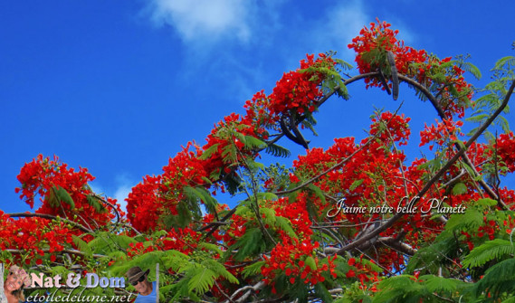 flamboyant_polynesie_bora-bora-6