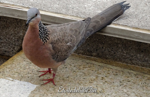 hong-kong-pigeon