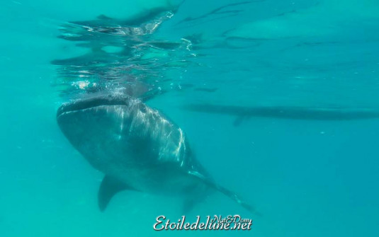 baignade-avec-requins-baleines-1-jpg