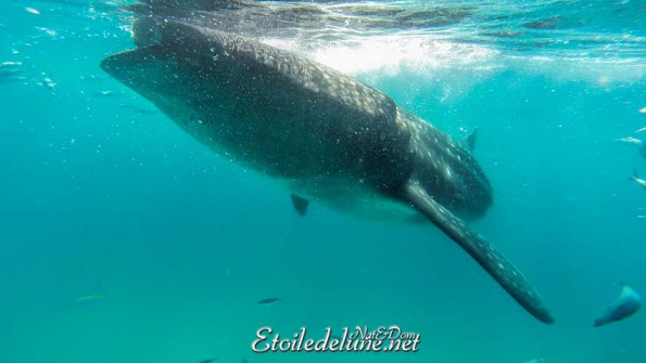 baignade-avec-requins-baleines-5-jpg