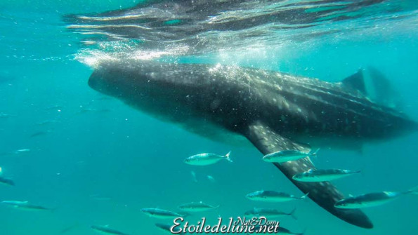 baignade-avec-requins-baleines-6-jpg