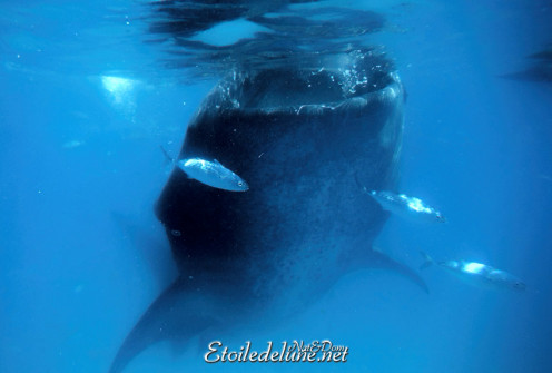 oslob-les-requins-baleines-11-jpg