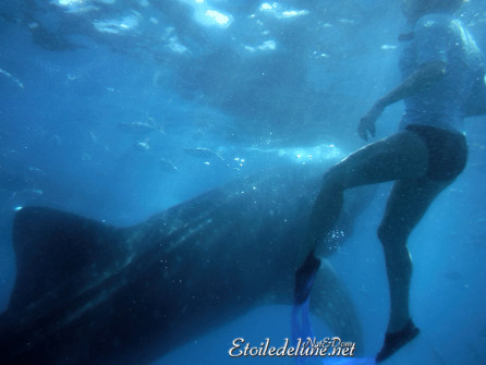 oslob-les-requins-baleines-12-jpg