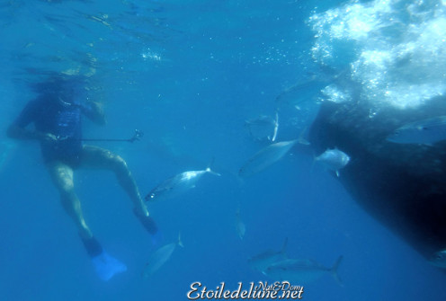 oslob-les-requins-baleines-14-jpg