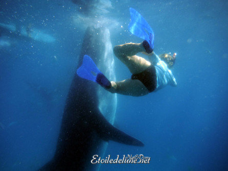 oslob-les-requins-baleines-3-jpg