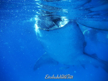 oslob-les-requins-baleines-7-jpg