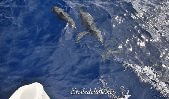 dauphins-des-grenadines-15-jpg