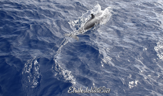 dauphins-des-grenadines-16-jpg