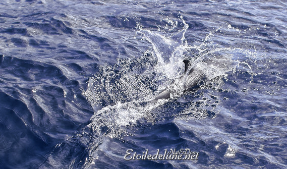 dauphins-des-grenadines-17-jpg