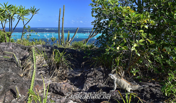 de-sainte-lucie-aux-grenadines_paysages-100-jpg