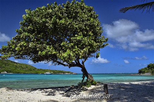 de-sainte-lucie-aux-grenadines_paysages-87-jpg