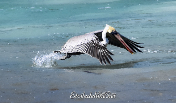 faune-des-grenadines-pelicans-1-jpg