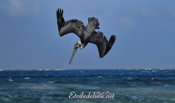 faune-des-grenadines-pelicans-10-jpg