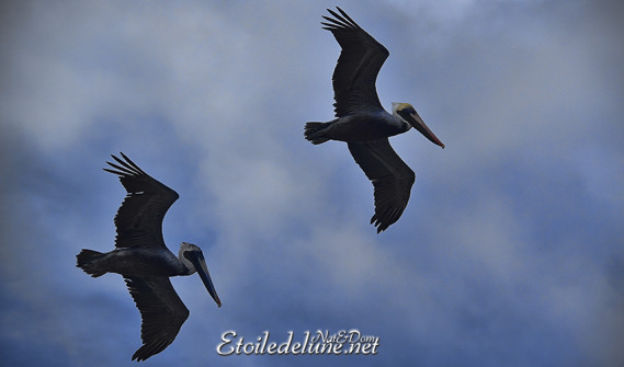 faune-des-grenadines-pelicans-11-jpg
