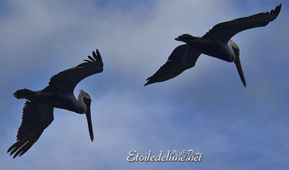 faune-des-grenadines-pelicans-12-jpg