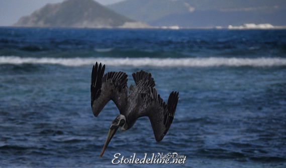 faune-des-grenadines-pelicans-13-jpg
