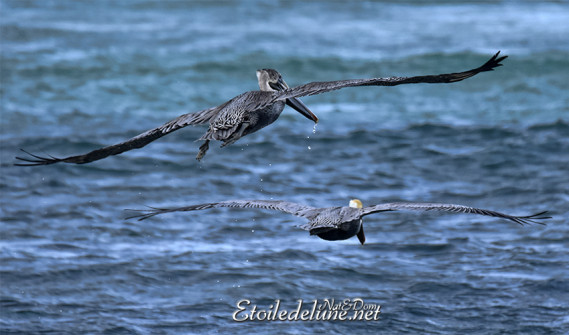 faune-des-grenadines-pelicans-14-jpg