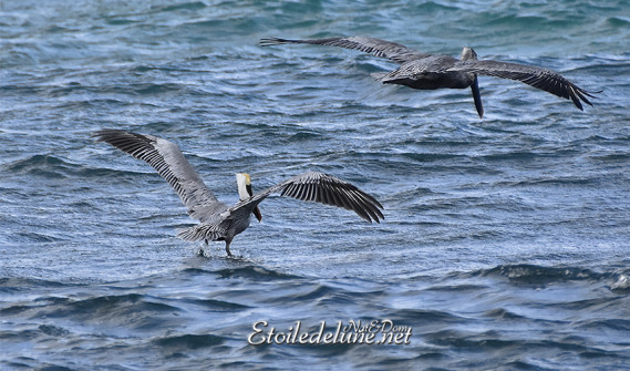 faune-des-grenadines-pelicans-15-jpg