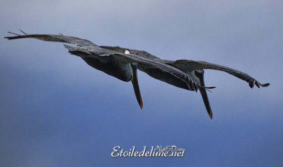 faune-des-grenadines-pelicans-16-jpg