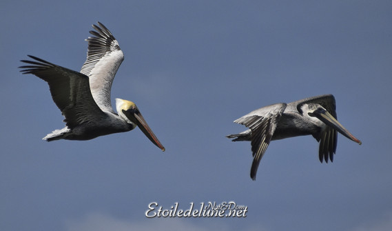 faune-des-grenadines-pelicans-17-jpg