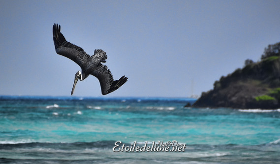 faune-des-grenadines-pelicans-2-jpg