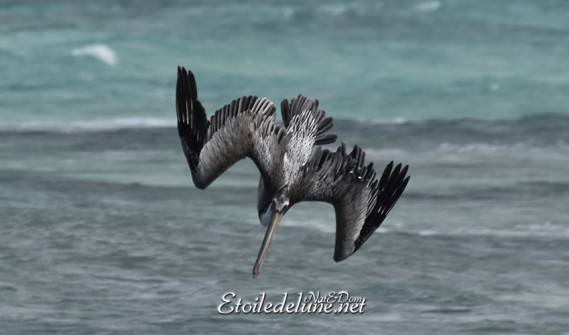 faune-des-grenadines-pelicans-3-jpg