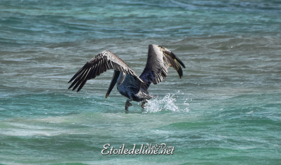 faune-des-grenadines-pelicans-4-jpg