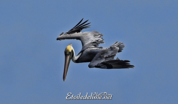 faune-des-grenadines-pelicans-5-jpg