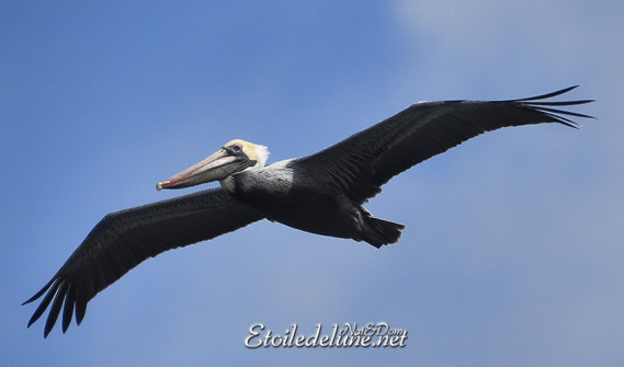 faune-des-grenadines-pelicans-6-jpg