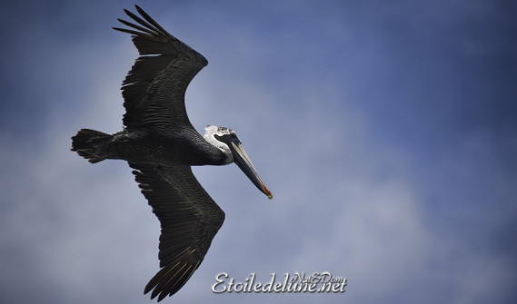 faune-des-grenadines-pelicans-7-jpg