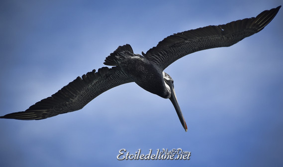 faune-des-grenadines-pelicans-8-jpg