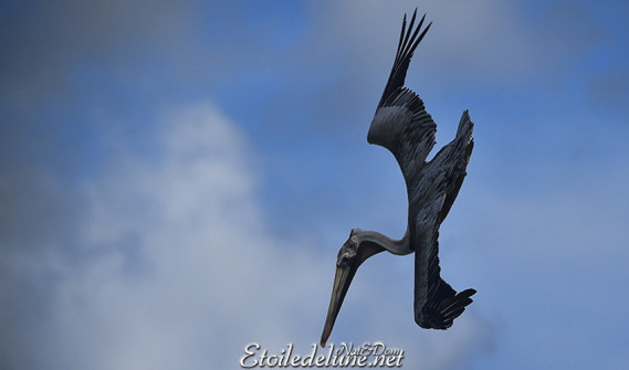 faune-des-grenadines-pelicans-9-jpg