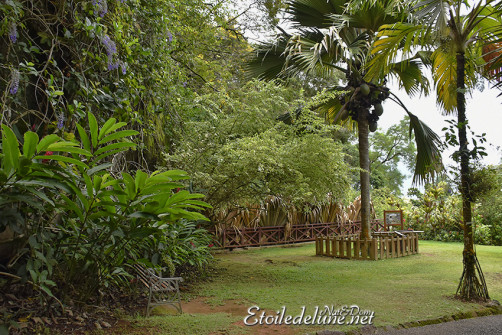 jardin-botonique-victoria-seychelles-3-jpg