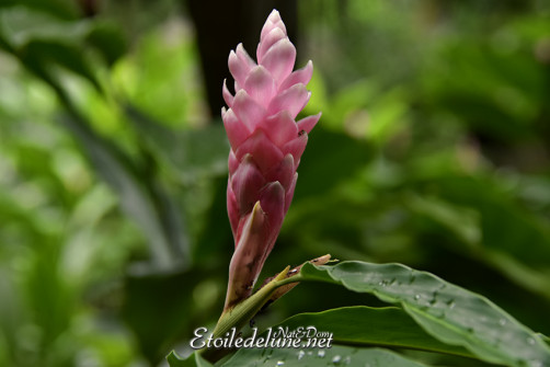 jardin-botonique-victoria-seychelles-4-jpg