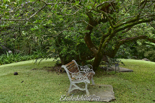 jardin-botonique-victoria-seychelles-5-jpg