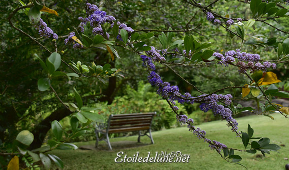 jardin-botonique-victoria-seychelles-7-jpg