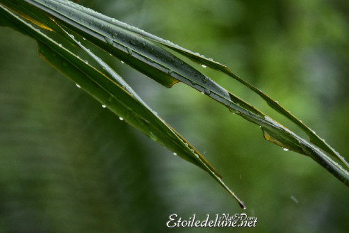 seychelles_-jour-de-pluie-12-jpg