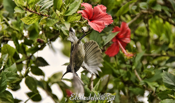vallee-de-mai_-sunbird_sarimanga_seychelles-11-jpg