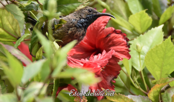 vallee-de-mai_-sunbird_sarimanga_seychelles-12-jpg