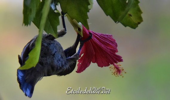 vallee-de-mai_-sunbird_sarimanga_seychelles-5-jpg