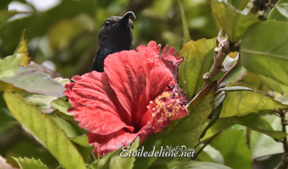 vallee-de-mai_-sunbird_sarimanga_seychelles-7-jpg