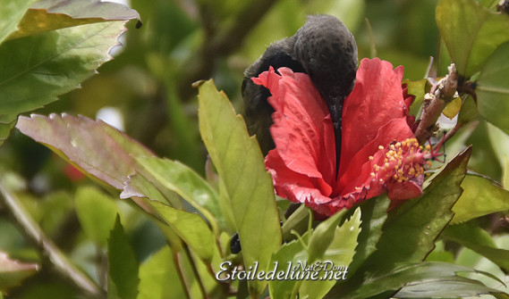 vallee-de-mai_-sunbird_sarimanga_seychelles-8-jpg