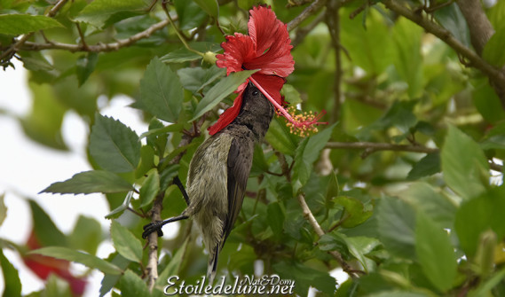 vallee-de-mai_-sunbird_sarimanga_seychelles-9-jpg