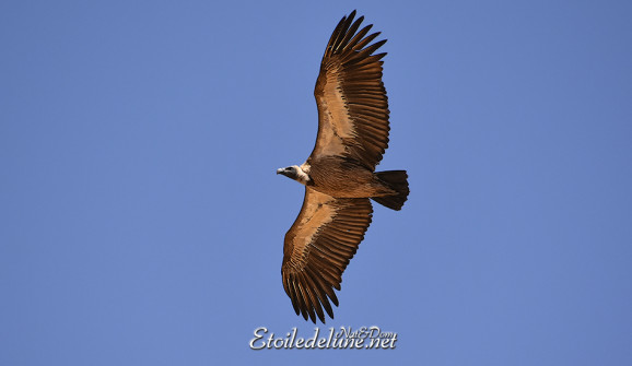 namibie-vautour-d-afrique