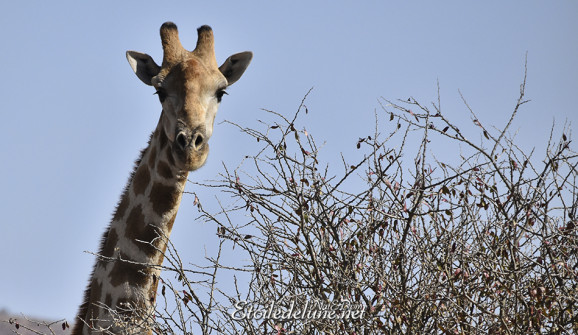 namibie-girafe-1