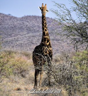 namibie-girafe-2