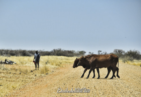 namibie_la-longue-route-4